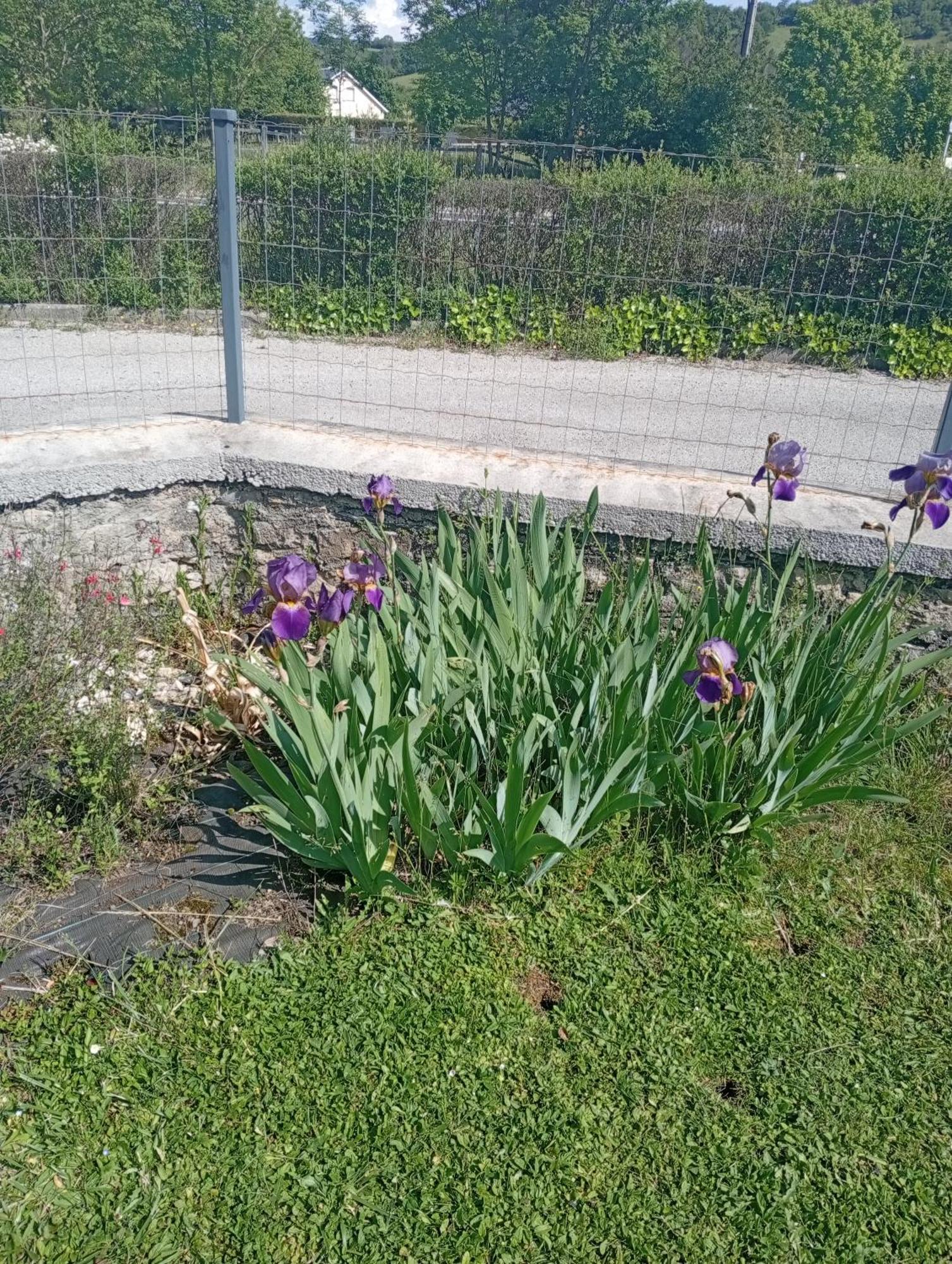 La Clematite D'Olt Appartement Saint-Côme-dʼOlt Buitenkant foto